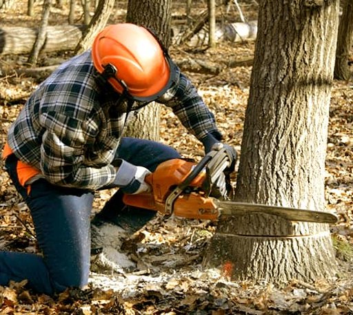 Tree Removal in Lilly, PA
